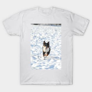 australian shepherd running in snow T-Shirt